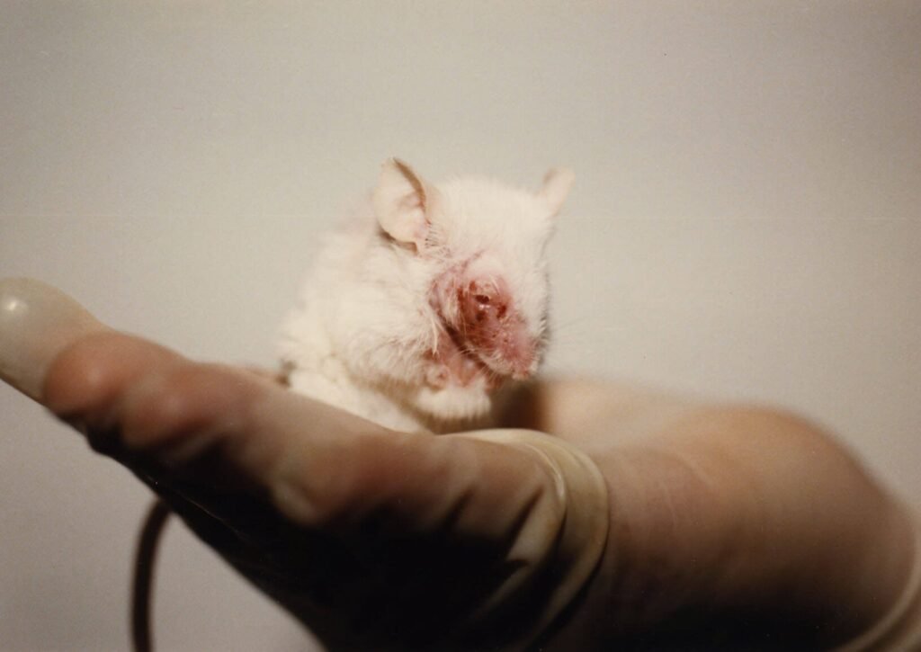 What Happens When Makeup is Tested on Animals?