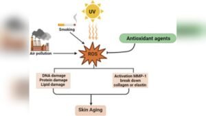 Importance of Antioxidants for Collagen